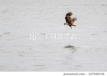 Red eagle fly on the sky in nature at thailand 107899546