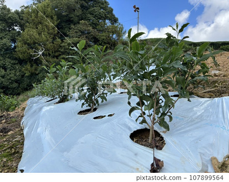 tea seedlings. 107899564