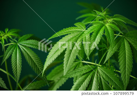Hemp leaf background. Marijuana, cannabis herb wallpaper. Medical cannabis sativa on green background. Hemp leaf background. Marijuana, cannabis herb wallpaper. Medical cannabis sativa on green background. 107899579