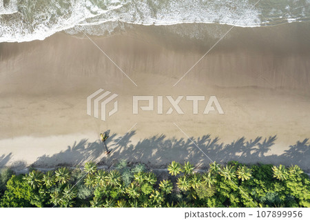 Clean sand beach with plam  trees and shades 107899956