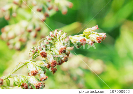 A caterpillar that mimics mugwort flowers 107900963
