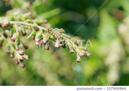 A caterpillar that mimics mugwort flowers A caterpillar that mimics mugwort flowers 107900964