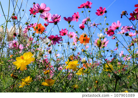 宇宙 宇宙 107901089