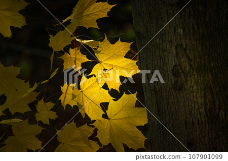 Yellow maple leaves backlit by the sun next to a tree trunk 107901099