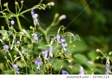 淺紫色 Kalyganesou 淺紫色 Kalyganesou 107901124