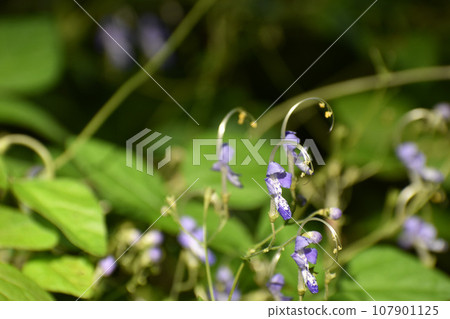 淺紫色 Kalyganesou 107901125