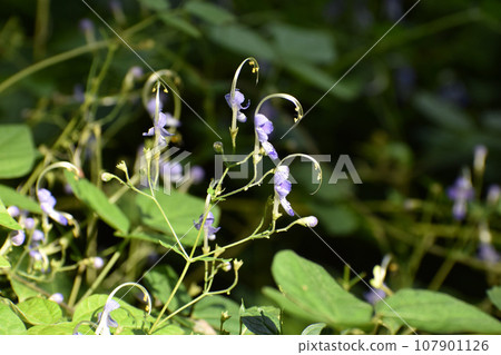 淺紫色 Kalyganesou 淺紫色 Kalyganesou 107901126