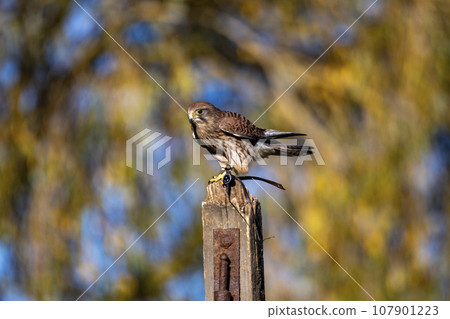 Common kestrel perched on wooden post in autumn sunshine Common kestrel perched on wooden post in autumn sunshine 107901223