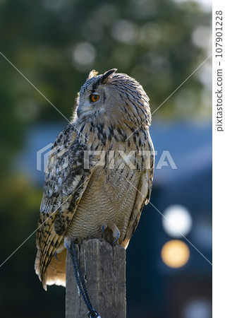 Eurasian Eagle-Owl perched in bright sunshine Eurasian Eagle-Owl perched in bright sunshine 107901228