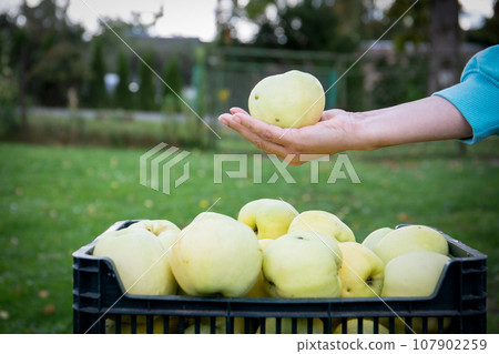 Green apples in a box, healthy fruits for nutrition 107902259