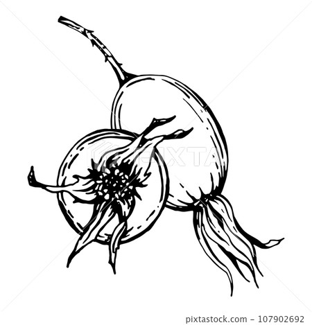 Graphic illustration of rosehip. Vector monochrome clip art of Wild rose. Outline linear hand drawn floral design element. Sketch Dog-rose, briar, brier, eglantine, canker-rose berries for logo, print 107902692