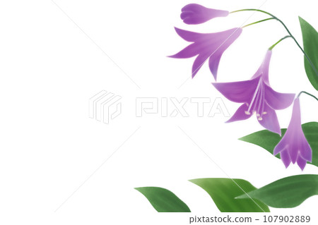 玉簪花卡 2 107902889