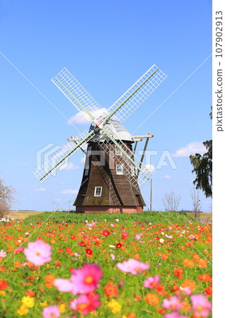 Akebonoyama Agricultural Park: Windmills and cosmos in full bloom 107902913