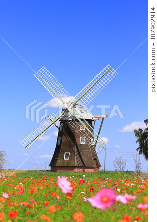 Akebonoyama Agricultural Park: Windmills and cosmos in full bloom Akebonoyama Agricultural Park: Windmills and cosmos in full bloom 107902914