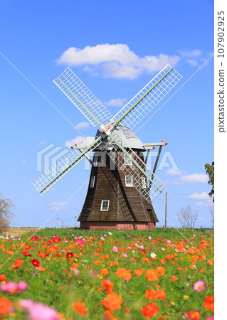 Akebonoyama Agricultural Park: Windmills and cosmos in full bloom Akebonoyama Agricultural Park: Windmills and cosmos in full bloom 107902925