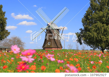 Akebonoyama Agricultural Park: Windmills and cosmos in full bloom 107902927