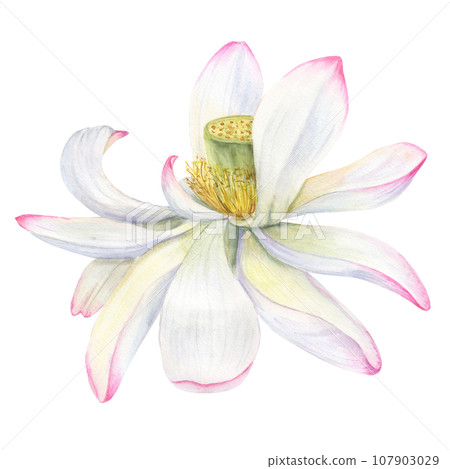 White Water Lily. Withering Flower head. Vietnamese national flower, lotus. Watercolor illustration. Hand drawn composition for poster, cards, greeting, logo, cosmetic, spa design 107903029