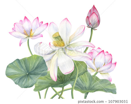 Pink Lotus composition. Bud, Leaf, exotic flower. Delicate blooming Water Lilies among green leaves. Watercolor illustration for cosmetics packaging, spa center, label, stationery 107903031