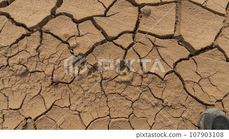 The wolf's tracks were frozen in orange mud, clay The wolf's tracks were frozen in orange mud, clay 107903108