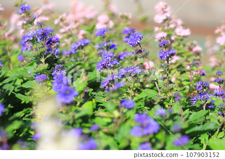 Dangiku 或 Caryopteris Dangiku 或 Caryopteris 107903152