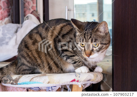 Sad tabby cat lying at home closeup Sad tabby cat lying at home closeup 107903217