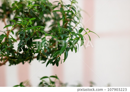 Japanese house tree in sunlight, bonsai closeup 107903223