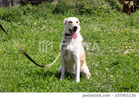 Big white dog sitting on the grass 107903230
