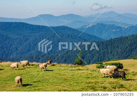 sheep herd on the grassy slopes and meadows. mountains of chornohora ridge in the distance. sunny weather in late summer 107903285
