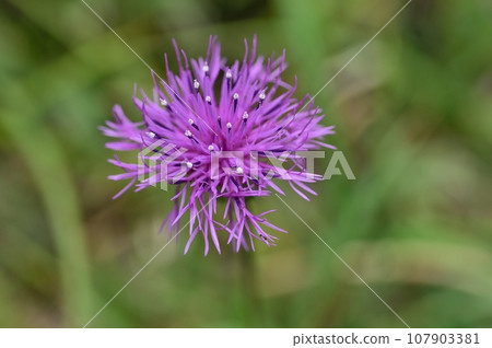 Flower of Tham Lingau Flower of Tham Lingau 107903381