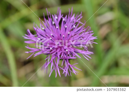 Flower of Tham Lingau 107903382