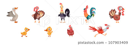 Farm Poultry Birds and Feathered Winged Animal Vector Set Farm Poultry Birds and Feathered Winged Animal Vector Set 107903409