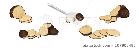 Black Truffle Mushroom as Delicious Food Ingredient for Cooking Vector Set 107903495