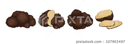 Black Truffle Mushroom as Delicious Food Ingredient for Cooking Vector Set 107903497