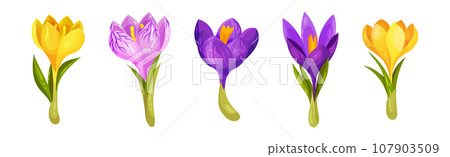 Violet Crocus Flowers with Leaf and Stem Vector Set 107903509