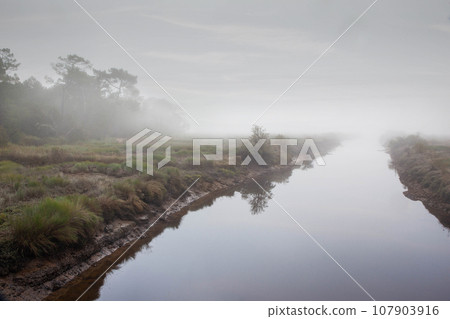 Walk on the moor in the morning mist 107903916