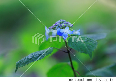 Many-leaf flowers blooming in the rainy season Hydrangea Many-leaf flowers blooming in the rainy season Hydrangea 107904418