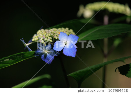 雨季繡球花盛開的多葉花 雨季繡球花盛開的多葉花 107904428