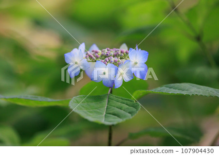 雨季繡球花盛開的多葉花 107904430