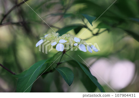 雨季繡球花盛開的多葉花 雨季繡球花盛開的多葉花 107904431