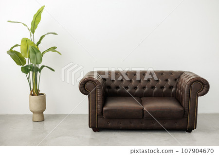 Classic quilted leather brown sofa and large houseplant strelitzia in pot at spacious room with white empty wall and concrete floor. Modern minimalist living room or studio interior in retro style. 107904670