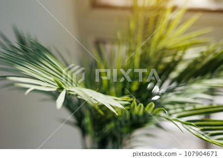 Close up fresh evergreen leaves of areca or kentia palm houseplant in pot by the window with sunlight in living room interior. Selective focus. Concept of home gardening. Close up fresh evergreen leaves of areca or kentia palm houseplant in pot by the window with sunlight in living room interior. Selective focus. Concept of home gardening. 107904671