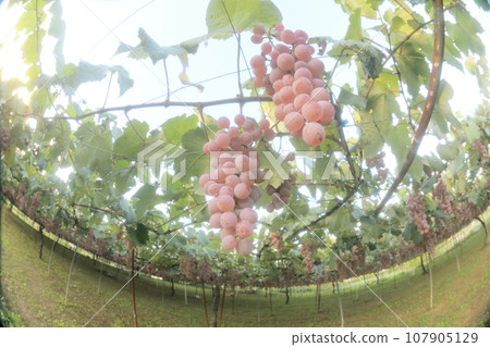 Hakushu-cho, Hokuto City, under the shelf of a vineyard where Koshu wine grapes are grown Hakushu-cho, Hokuto City, under the shelf of a vineyard where Koshu wine grapes are grown 107905129