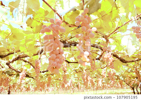 Hakushu-cho, Hokuto City, under the shelf of a vineyard where Koshu wine grapes are grown 107905195