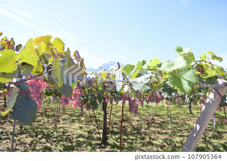 Hakushu-cho, Hokuto City, under the shelf of a vineyard where Koshu wine grapes are grown Hakushu-cho, Hokuto City, under the shelf of a vineyard where Koshu wine grapes are grown 107905364