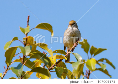 鳴鳥宣告了春天的到來，但儘管有熟悉的聲音卻沒有出現 107905473