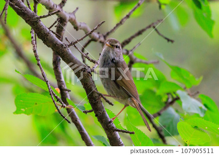 A warbler that announces spring but doesn't show up despite its familiar voice 107905511
