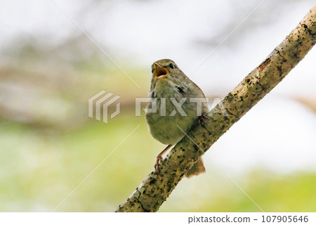 A warbler that announces spring but doesn't show up despite its familiar voice 107905646