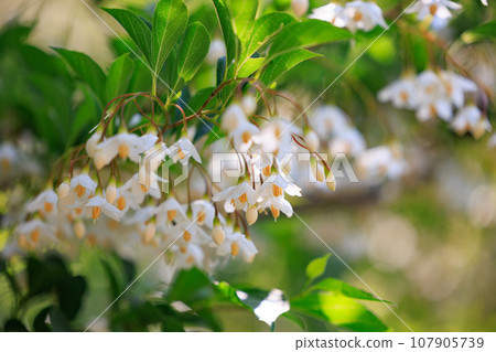 It is beautiful with many white flowers blooming, but it is a deciduous tree called Styrax japonicus because it stimulates when it contains fruits in its mouth. 107905739