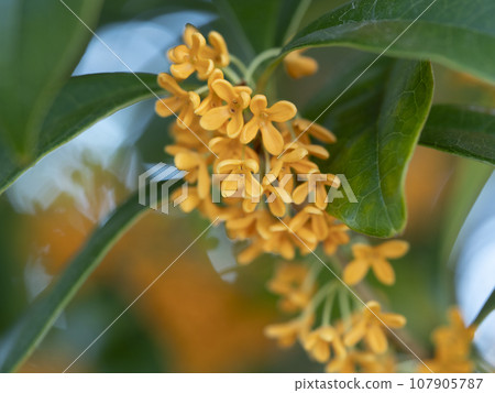 桂花特寫 107905787