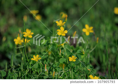Oxalis mistaken for a lucky four-leaf clover 107905793